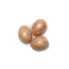 Fototapeta premium Three chicken orange eggs isolated on the white background.