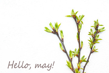 Hello, may May banner with place for text. Layout Branch of a bush. Natural Young green leaves on bloom. New month.