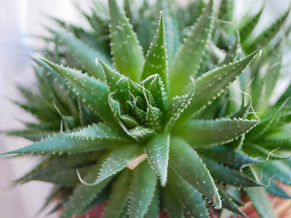 Green succulents plant close-up. green cactus