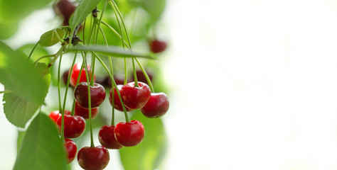 Red cherry in tree with green warm background in soft light white background.