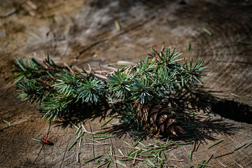 fir tree branch with cones
