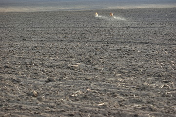 Two yellow dogs on a plowed field run and play their games