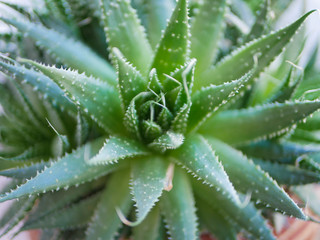 Green succulents plant close-up. green cactus