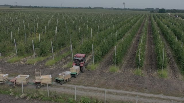 Apple plantation, orchard with anti hail net for protection from above, aerial shot, natural disaster and severa weather protection in agriculture, fruit production