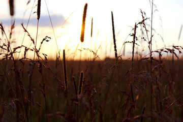 Field wild grass silhuette on sunset sunlight.