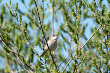 Dorngrasmücke im Frühling