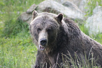 Gizzly Bear