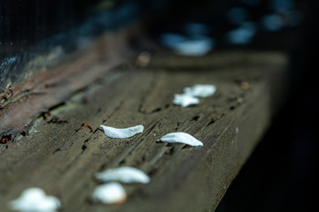 Small petals on windowsill of garden shed, concept of Spring in the garden