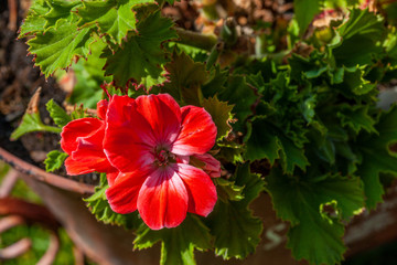 Begonia, Dark Red in a garden in the Spring