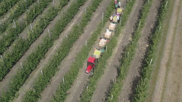 Apple plantation, orchard with anti hail net for protection from above, aerial shot, natural disaster and severa weather protection in agriculture, fruit production