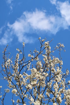 A fruit tree blooming with white flowers