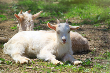 Two goats resting on green grass and looking at the camera. Petting zoo concept.