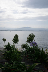 plantas en bahia de santander