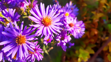 Aster new Belgian with blurred background. Little purple flowers. Autumn bloom. 