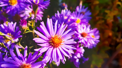 Aster new Belgian with blurred background. Little purple flowers. Autumn bloom. 