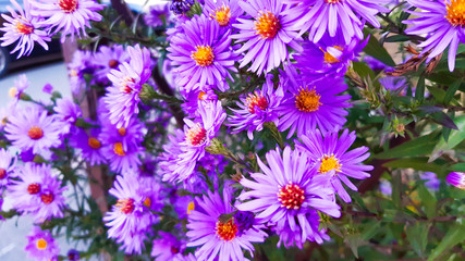 Obraz na płótnie Canvas Aster new Belgian with blurred background. Little purple flowers. Autumn bloom. 