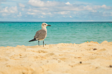 Beautiful seagull standing on the sand