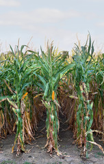 Ripe maize (corn) on a corn field in summer