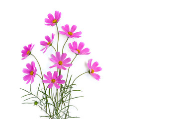 Pink flowers cosmos on a white background with space for text. Top view, flat lay