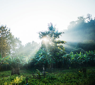 Sunlight shinning through the trees in Ban Yang village, Laos, Southeast Asia