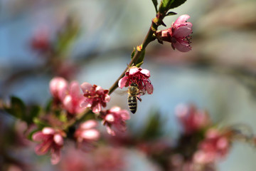 bee on a flower