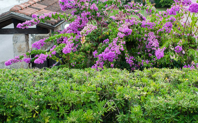 Pink flowers in the garden
