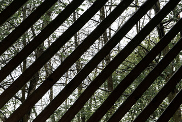 Spring forest behind a lattice
