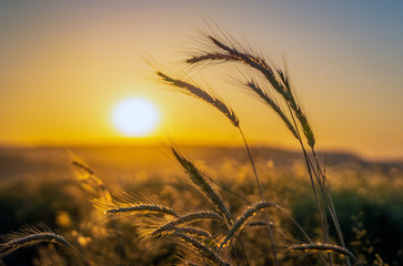 Sunset between wheat spike