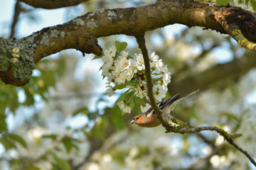 Common Chaffinch - Fringilla Coelebs