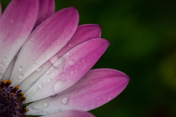 Fiore rosa e bianco con gocce d'acqua