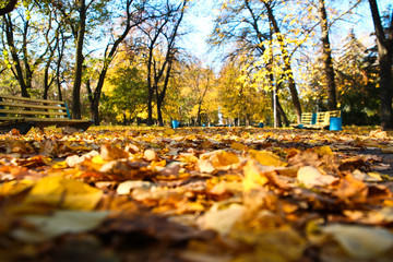 
Yellow leaves in the park, autumn has come