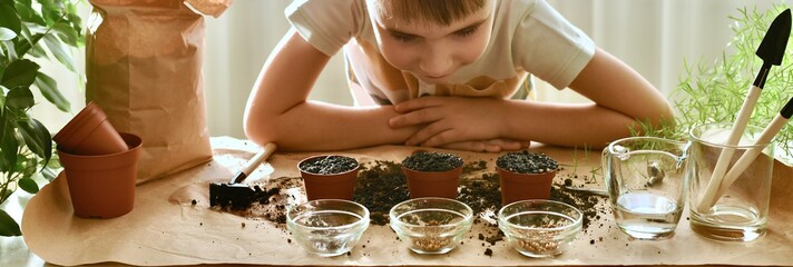  The child bent over the seeds planted in pots and looks with interest and waits for the...