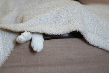 Fototapeta na wymiar Cute tabby cat hiding under the blanket on a couch. Selective focus.