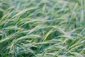Green rye field background