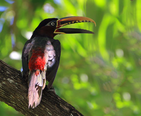 photo of an aracari (Chestnut-eared Aracari) on its back perched on a branch over blurred background