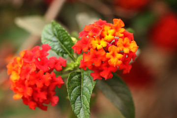 Lantana Camara also known as Spanish Flag or West Indian Lantana