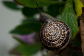 Chiocciola marrone bokeh