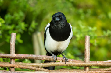 Magpie in Springtime. An alert, adult magpie on the lookout for food. Perched on woven fencing and facing forward. Blurred background.  Horizontal.  Space for copy.