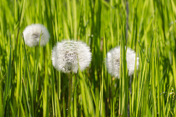 Dandelions in the grass. Fresh green grass.