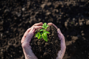 top view of hand holding tomato seedling and earth spring gardening