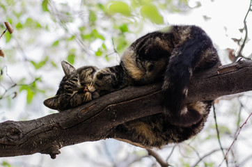 Street cat sleeps on a branch, sits on a tree. The cat is sitting on the fence. Sleeping cat.