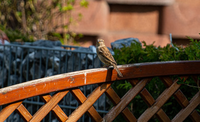 sparrow sitting on a fence in the garden
