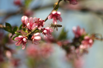 bee on a flower