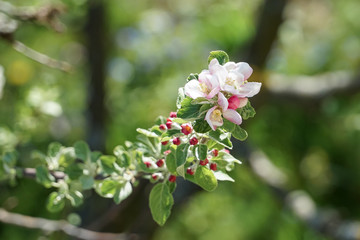 Aufblühende weiß rosa Apfelbaum Knospe blüht im Frühling auf. Einzelner Ast am grünen blühenden Baum sticht hervor.