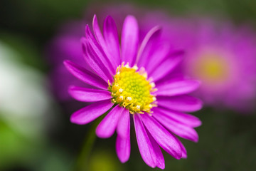 Fototapeta premium Flower