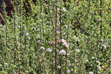 Spitze eines Apfelbaums im Frühling bei Tag. Blühende, weiß, rosa Blüten vom Apfelbaum in einem Meer von grünen Zweigen.
