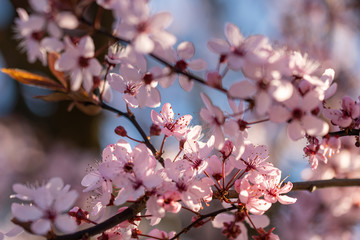 Spring flowers. Beautifully blossoming tree branch.