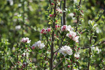Blüten eines Apfelbaums blühen in der Baumkrone bei Tageslicht. Weiß, rosa, rote Blüten. Geschlossene Knospen. Spitze des Baumes. Close-Up