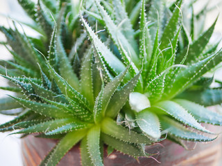 Green succulents plant close-up. green cactus