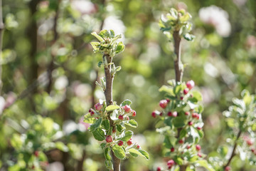 Spitze eines Apfelbaums im Frühling. Knospen leuchten grün, rosa bei Sonnenlicht. Baumkrone. Makro. Europa. Deutschland. Bayern. 